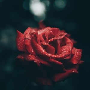 Meet your Posher, Lorien